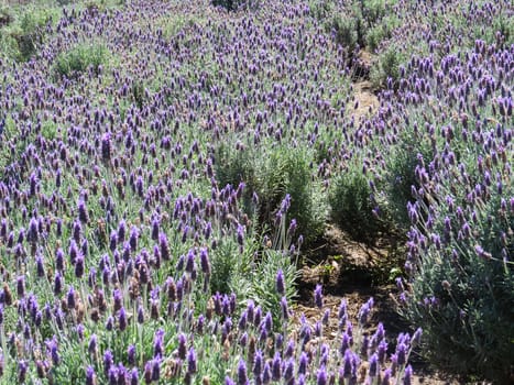 Field with lavender plantation in sunny day.