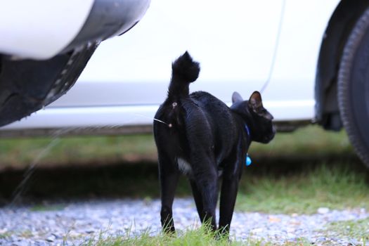 Black cat peeing at garden,Black cat is not peeing in a pot,Concept Train the cat to pee in a pot
Cat pees in a pot with a wooden filling for cats. Concept toilet cat in the apartment.