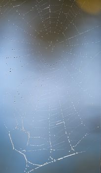 Dew Drops on Spider Web Against a Water Background