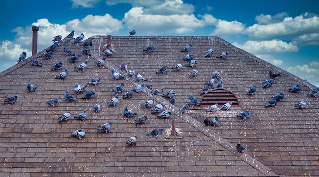 Flock of Pigeons on Shingled Roof