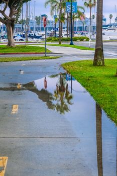 Palm Trees Reflected in Puddle after a Shower