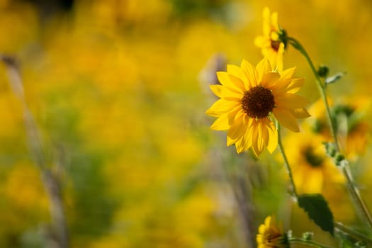 Pretty sunflower that is standing out against a background of other sunflowers