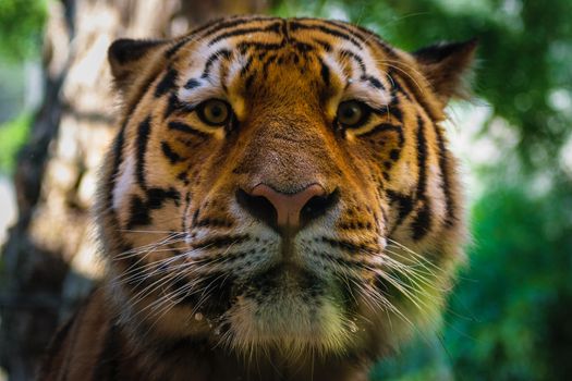 big tigers face portrait closeup