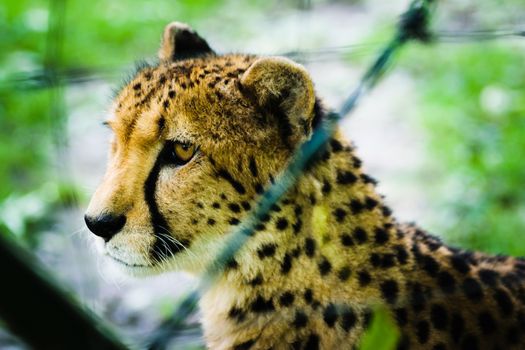 Cheetah in captivity, behind a fence