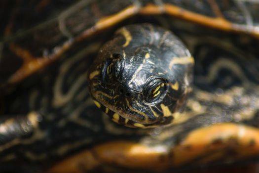 Turtle, tortoise closeup face portrait