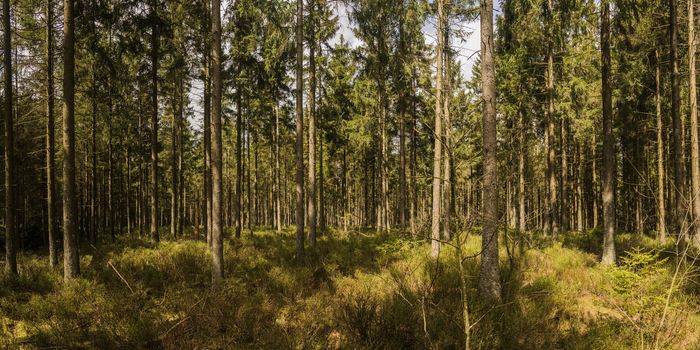 Panorama of a mixed forest at summer