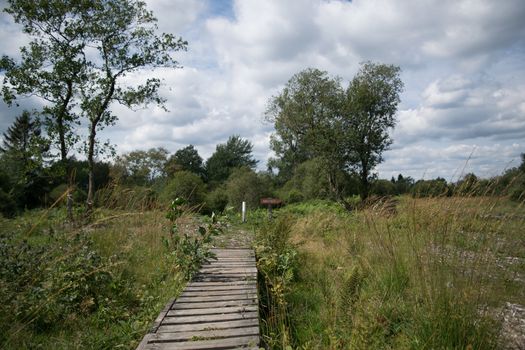 High Fens, Hautes Fagnes, at the eifel national park, germany