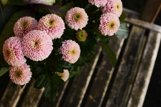 Pale pink pompon chrysanthemum flowers above a rustic wooden bench seat with copy space