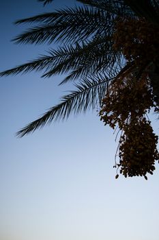 palm trees sunset golden blue sky backlight