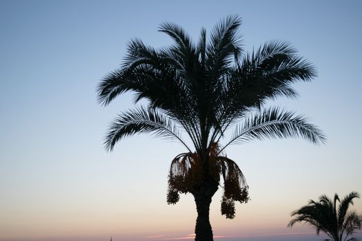 palm trees sunset golden blue sky backlight