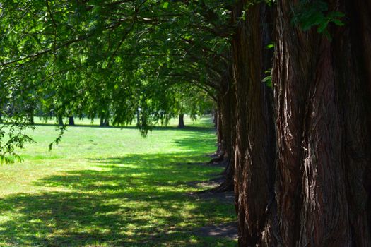 Larch trees in a row at spring. Latin name Larix. Green nature background with shallow depth of field.