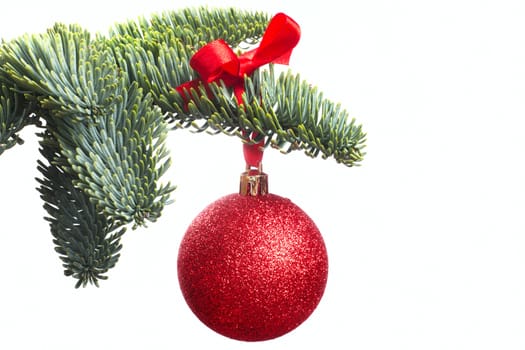 Christmas evergreen spruce noble fir tree and red glitter glass bauble ball isolated on white background