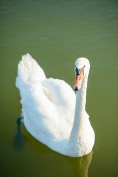 White swans on the lake. View from distance using wide angle lens