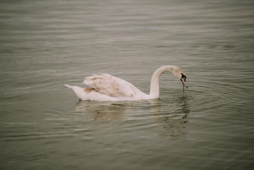 White swans on the lake. View from distance using wide angle lens