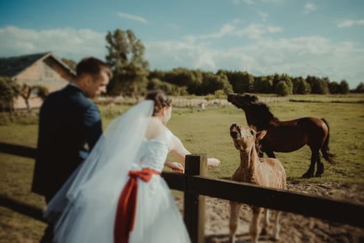 Bride with horse, romantical photo. Horses pasture on the meadow