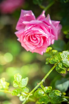 Roses in the garden, Roses are beautiful with a beautiful sunny day.