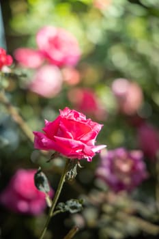 Roses in the garden, Roses are beautiful with a beautiful sunny day.