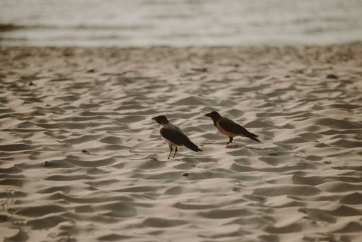 Crow flying low over sandy beach. Baltic sea.