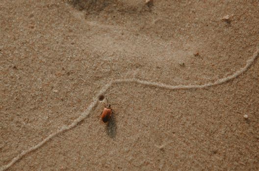 Beach hoppers or sand fleas photo in baltic sea beach.