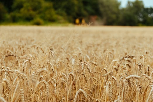 Combine harvesting wheat. Sumemr time. Agriculture background with copy space.