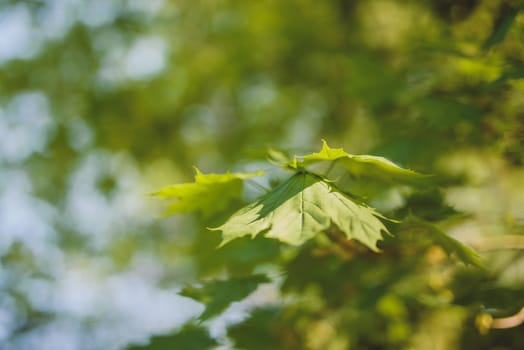 Green leaves growing in on the trees background. Early spring time