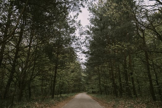 Asphalt road through green forest in early spring time.