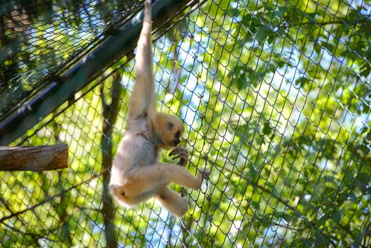 Young Chimpanzee Swinging and Jumping from a Tree.