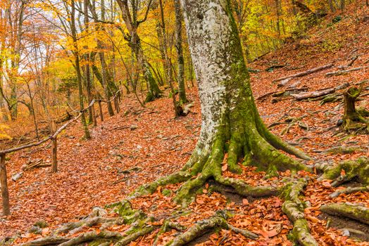 trees with strong roots on a mountainside, autumn landscape