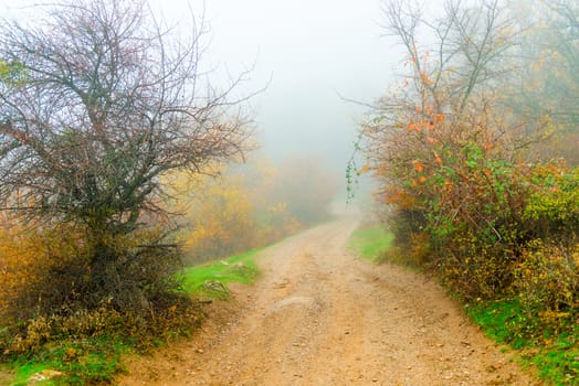 Silhouettes of bushes, autumn day in the mountains, landscape in dense fog