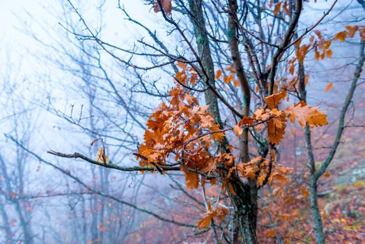 yellow oak leaves closeup autumn day