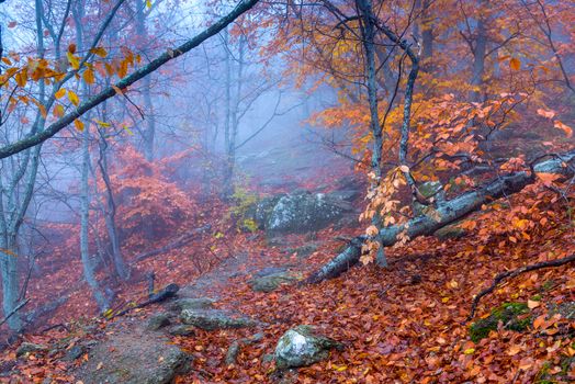 Beautiful fantastic autumn forest in the mountains, during the fog