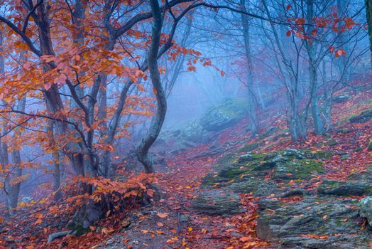 Magical beautiful and gloomy forest in the mountains on an autumn day during thick fog