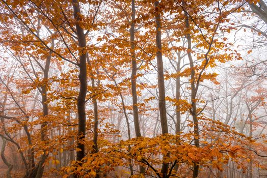 Fog in the mountains, landscape of autumn forest on a cloudy foggy day