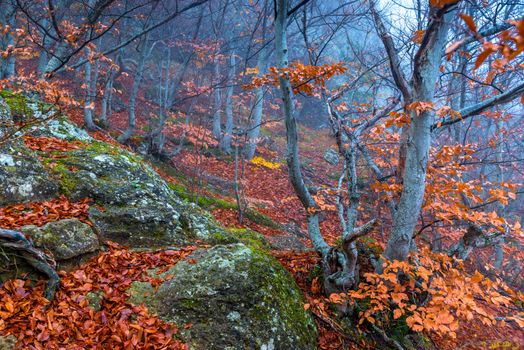 Mountains, autumn mountain landscape in October during fog