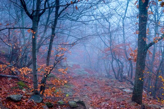 Mystical landscape, forest in the fall during the fog. Trees with bare branches in November