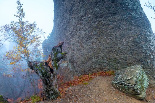 View of the mountain in the autumn forest during the mystical fog