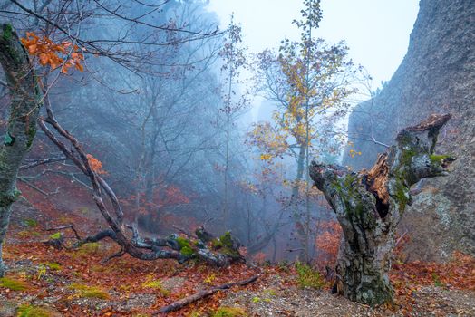 View of the snag in the autumn forest during the mystical fog