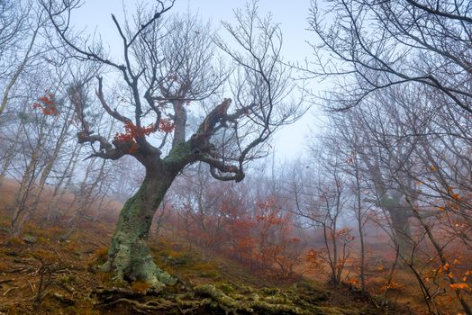 Mystical old tree snag without leaves on a foggy autumn day in the mountains, gloomy landscape