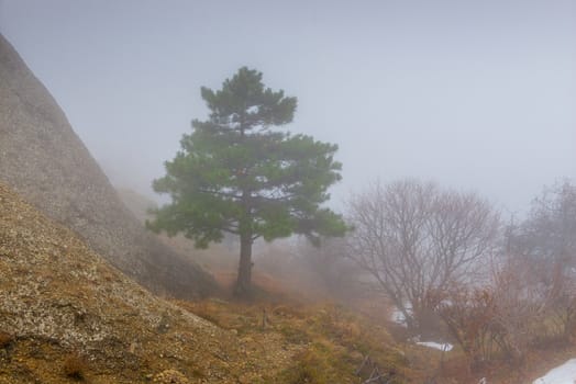 Low-growing pine tree high in the mountains on a misty autumn morning