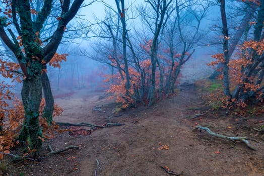 Beautiful forest in the mountains in November, photo in the foggy morning