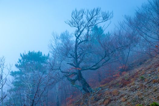 Trees in the mountains on a hillside in an autumn cloudy and foggy day, mystical landscape