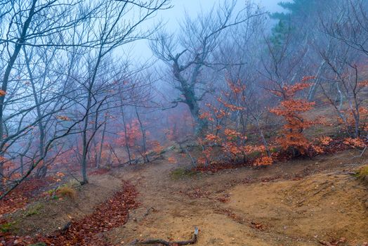in the mountains on the slope of trees in the autumn overcast and foggy day, the mystical landscape