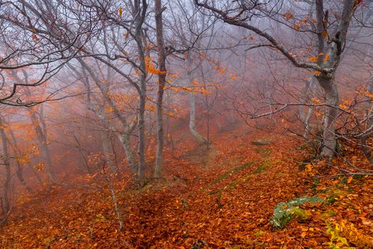 Misty autumn day, landscape in the mountains, in the frame of trees with fallen leaves