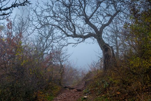 in the frame snag with fallen leaves foggy autumn day, landscape in the mountains