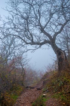 magic snag with fallen leaves on a misty autumn day, landscape in the mountains