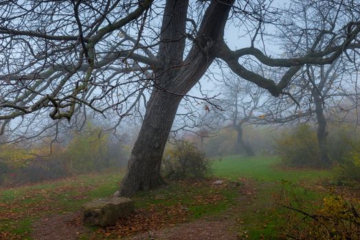 big tree with fallen leaves on a misty autumn day, mystical landscape in the mountains