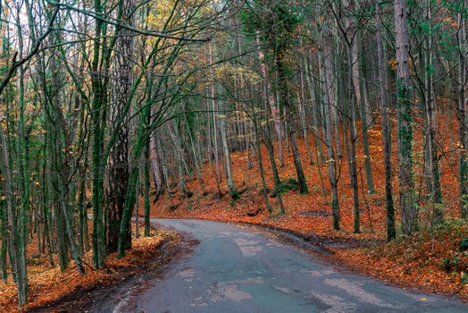 Road in the mountains, autumn forest landscape