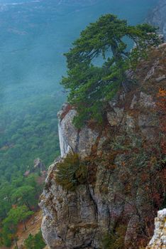 High steep cliffs, spruce on a mountain vertical landscape