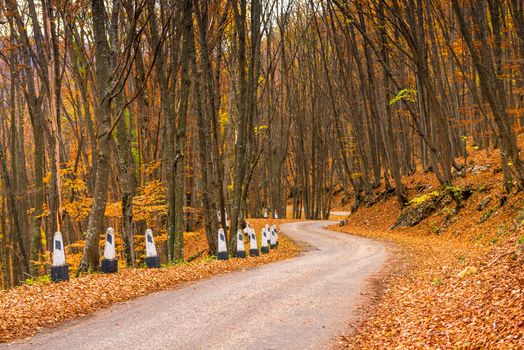 Winding mountain road in the autumn afternoon surrounded by forest