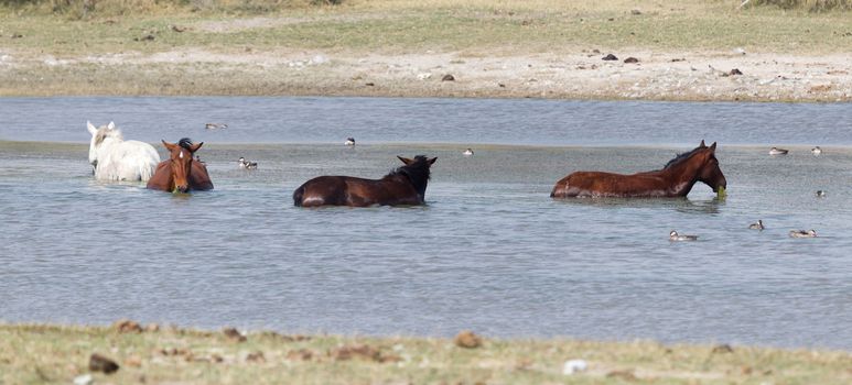 Horses bathing in a small lake - Botswana